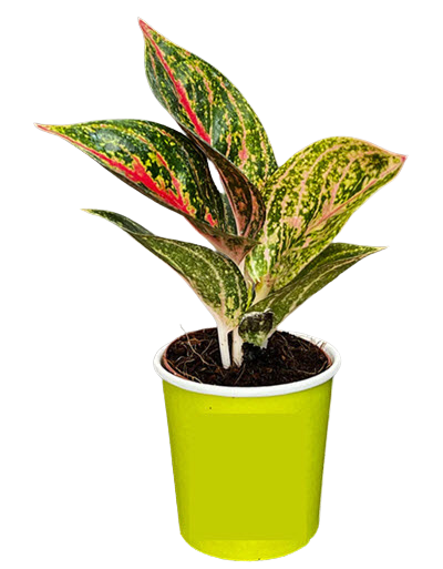 2" Aglaonema Gold Powder 